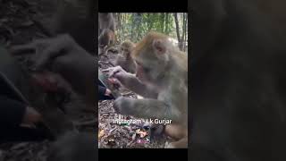 Lk Gurjar Dog Vs Monkey 1K