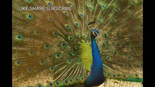 MEDITATION WITH NATURE | DEEP RELAXATION MUSIC | PEACOCK WITH FEATHERS OPEN IN JOY screenshot 2