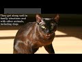 Havana Brown Cat: medium in size, muscular, firm の動画、YouTube動画。