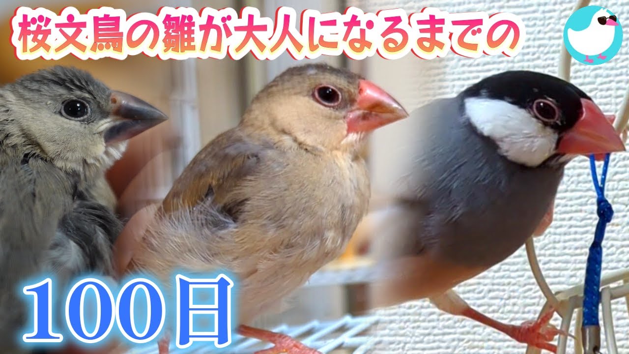 桜文鳥の雛が大人になるまでの100日～羽の色が変わっていく様子が
