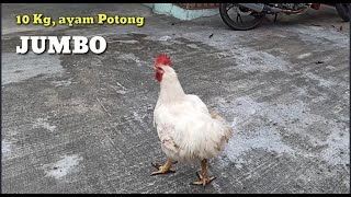 Ayam RAS Jumbo raksasa