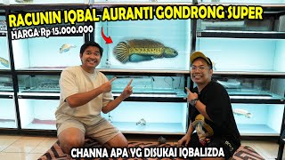 RACUNIN IQBALIZA AURANTI GONDRONG SUPER 15 JUTA? APAKAH IQBAL PELIHARA AURANTI LAGI