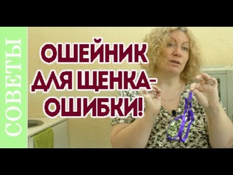 ошейник и поводок для собаки