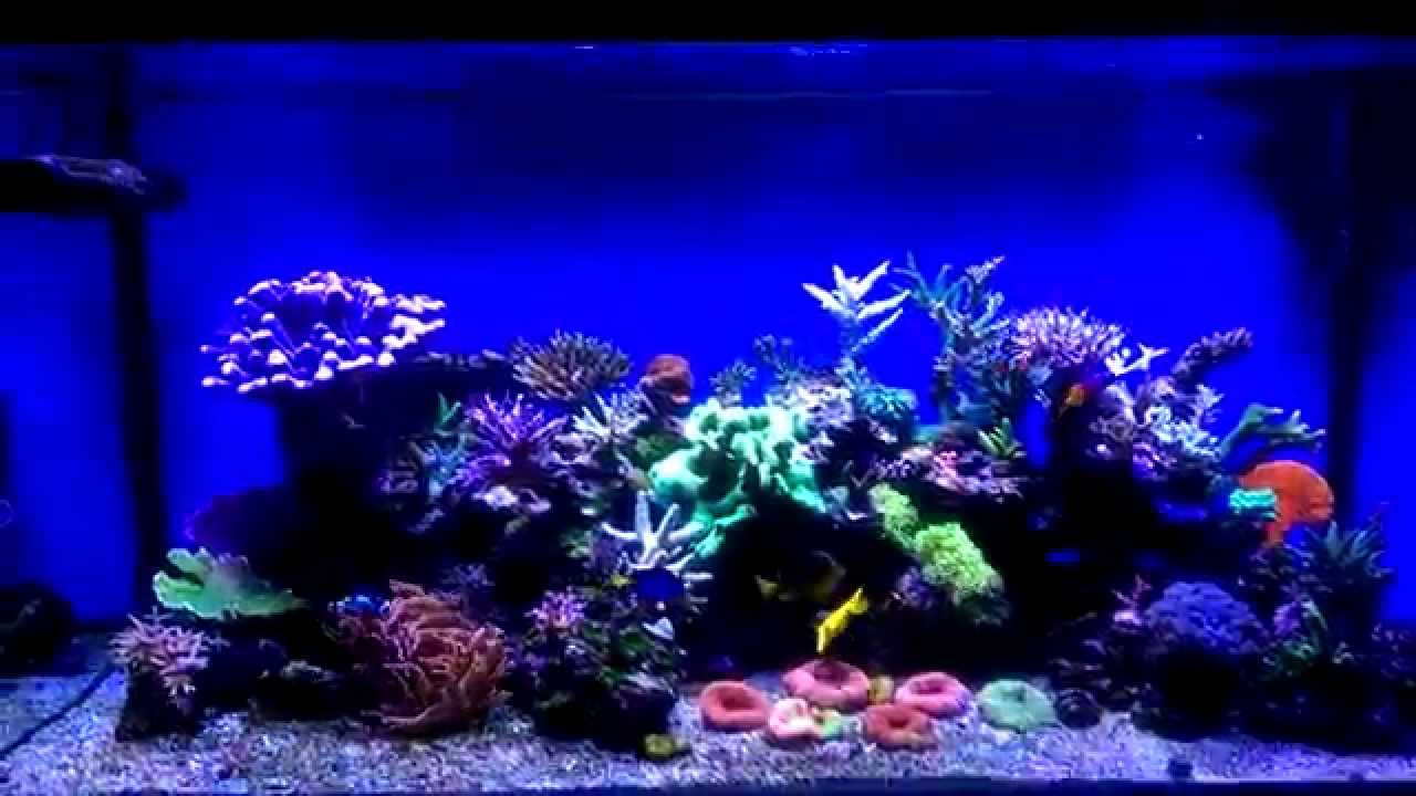 maxspect gyre in a 4ft 300l reef youtube