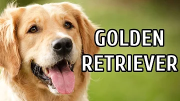O que um filhote de golden precisa?