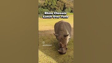 Rhino chooses lunch over fans #shorts #rhino #rhinoceros