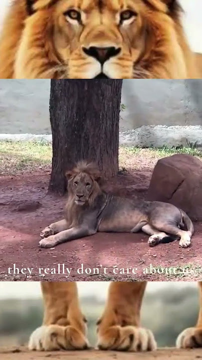 Simba the Lion King - Dehiwala Zoological Garden