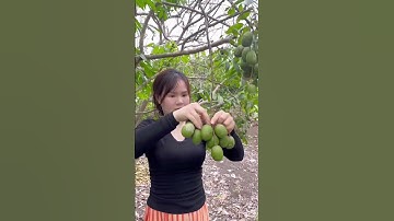 Cây cóc thái vừa cao vừa to lại sai trái nữa, mê #cocthai #ancungmynha