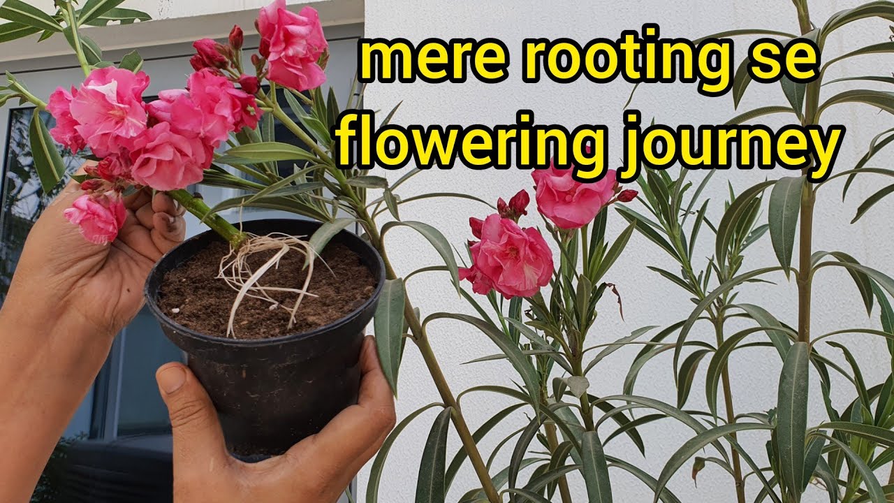 Grow Oleander /kaner Plant From Cutting Oleander Plant Care And Tips
