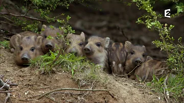 Pourquoi les marcassins sont rayés ?