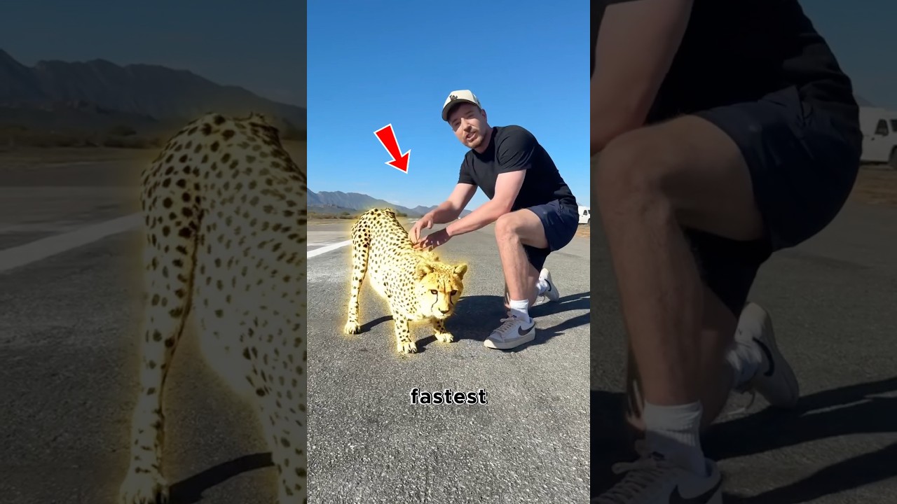 The Fastest Cat That Won’t Kill You 🐆