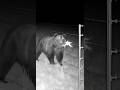 電気柵が熊を撃退する瞬間！ #animalshorts #衝撃映像 #監視カメラ #自然の記録 #野生動物