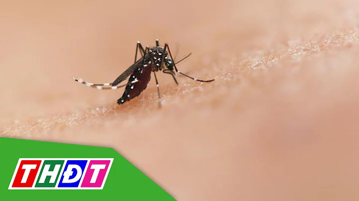 Việt Nam: Nguy cơ bệnh Chikungunya xâm nhập, lây lan nhanh | THDT