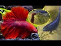 Betta fish super Red boy with Blue female honeymoon get baby