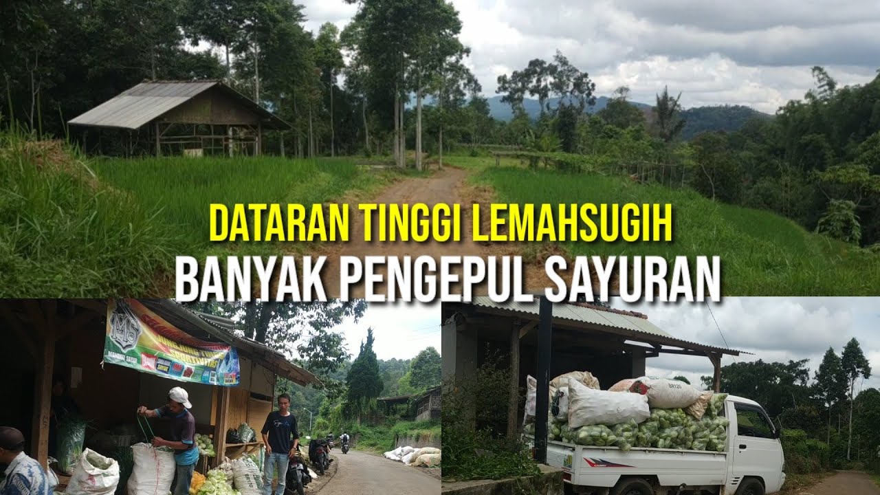 Dataran Tinggi Lemahsugih, Nangkarea (Borogojol) - Situwangi (Cibulan) Motovlog Sore