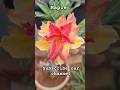 Maple and peach with beetroot multipetal adenium flowers #adeniumplant #desertrose #trendingshorts