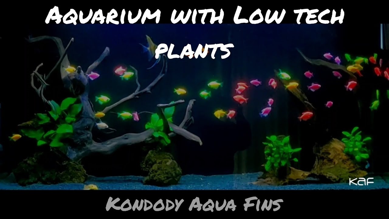 Aquarium Low tech plants Aquarium Shop Kottayam Aquascaping YouTube