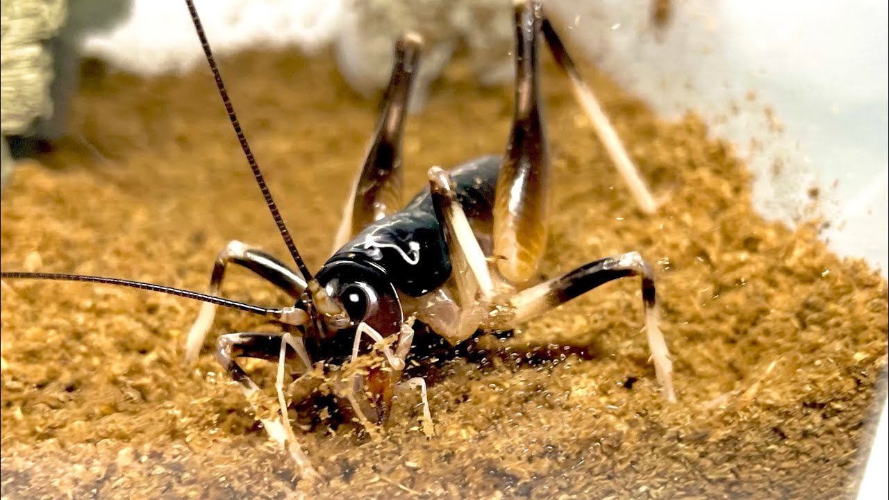 Breeding Big Okinawan crickets at home - YouTube