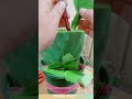 Cactus grafted with Christmas cactus tips! #gardening #tips