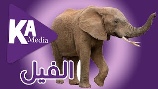 عالم الحيوان ما لا تعرفة عن الفيل فيلم وثائقي