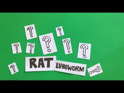 Rat Lungworm 