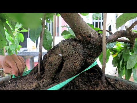 Video Cặp mai dáng long xù con cóc hoa đẹp (đã bán hết)cây... - youtube