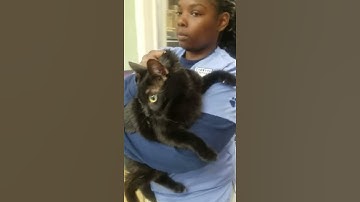 Removing a cat from a lower kennel