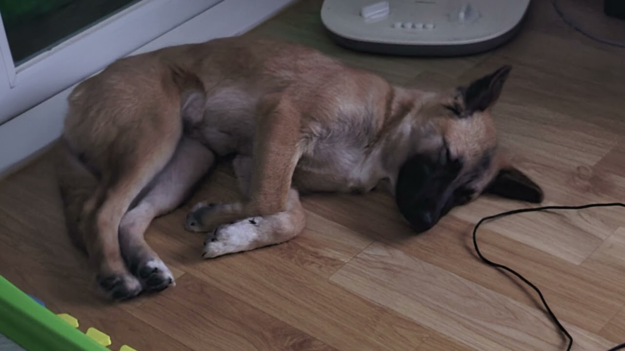 7. 우리 강아지 행복하자 | 행복한 나날 | 반려동물에게 | Boy solo Song | K pop