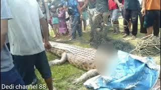 Buaya besar di tangkap, Sumbing, di Nunukan selatan kelurahan Mansapa,