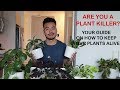 HOW TO KEEP YOUR HOUSE PLANTS ALIVE | GUIDE FOR BEGINNERS