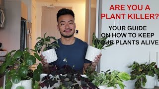 HOW TO KEEP YOUR HOUSE PLANTS ALIVE | GUIDE FOR BEGINNERS