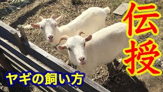 ヤギとの生活　飼い方と道草の語源を教えます