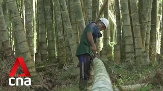 Indonesia Plans For Ways To Use Bamboo To Mitigate Climate Change Effects Indonesia Plans For Ways To Use Bamboo To Mitigate Climate Change Effects