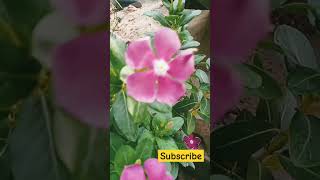 a luky plants ??viralshort jayshreeram vlogger navratrispecial ???