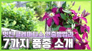 클레마티스로 내 정원을 더 멋지게 연출할 수 있는 방법과 7가지 품종을 소개해드립니다 #클레마티스 #덩굴식물 #넝쿨식물