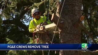 Celebrity Upset demonstrators watch as PG&E cuts down beloved century-old tree in Nevada City Wealth