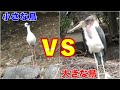 【対決】大きな鳥と小さな鳥の小競り合い〜アフリカハゲコウ（大きな鳥）とクロエリセイタカシギ（小さな鳥）