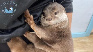 カワウソの健康チェック！　Otters' health ckeck!