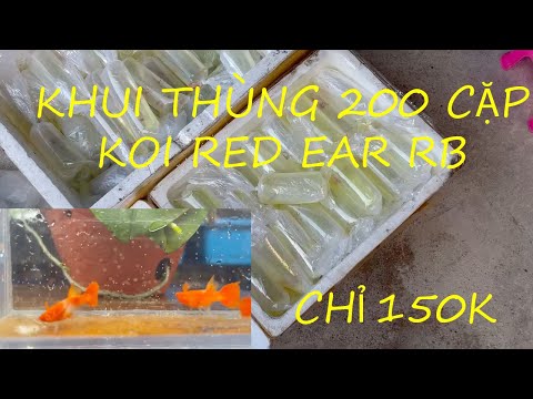 Video [GUPPY] 200 CẶP CÁ 7 MÀU KOI RED EAR RIBBON TBB, FINC,... - youtube