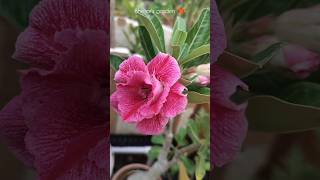 Adenium(Desert Rose Majic 🌺 Watch It Shine #terracegarden #gardening #shorts #flowers #nature
