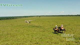 CameraTalk: Brazil Cowboys