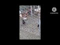 TURKEY SOUNDS