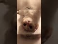 Funny cats video /Ooh!
