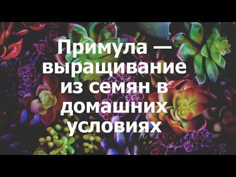 Примула — выращивание