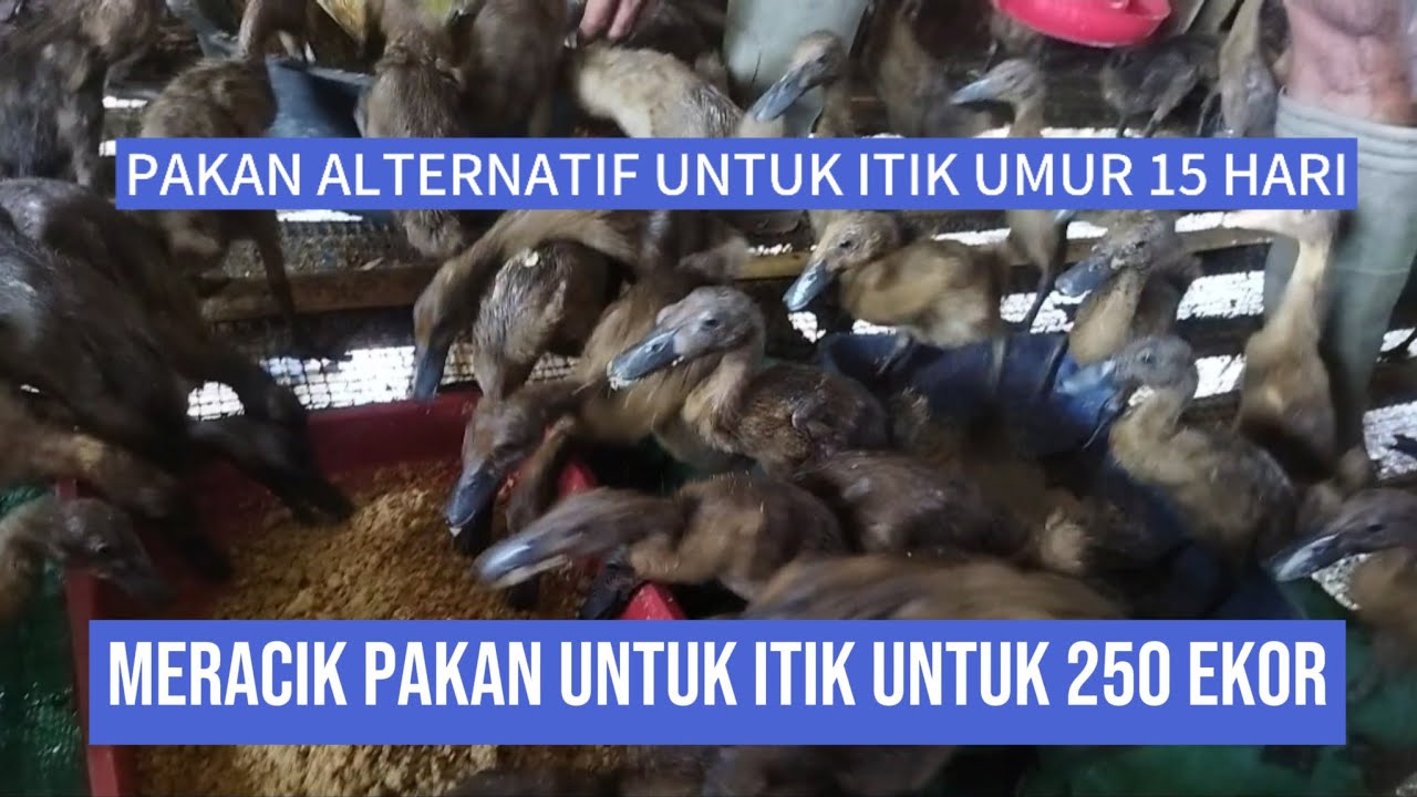 MENEKAN BIAYA PAKAN ITIK MNGGUNAKAN PAKAN ALTERNATIF! || UNTUNG BESAR MNGGUNKAN PAKAN ALTERNATIF INI