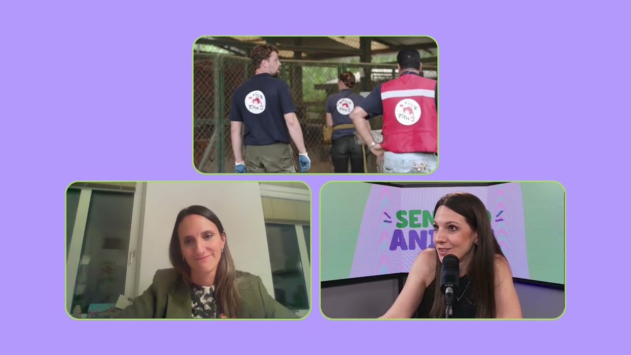 Entrevista a Luciana D’Abramo, parte del equipo de FOUR PAWS. Hablamos sobre el ex zoo de Luján.