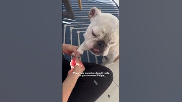 Pancake’s ancestors fought bulls so Pancake can fight pawdicures #doggielife #doggybestfriend