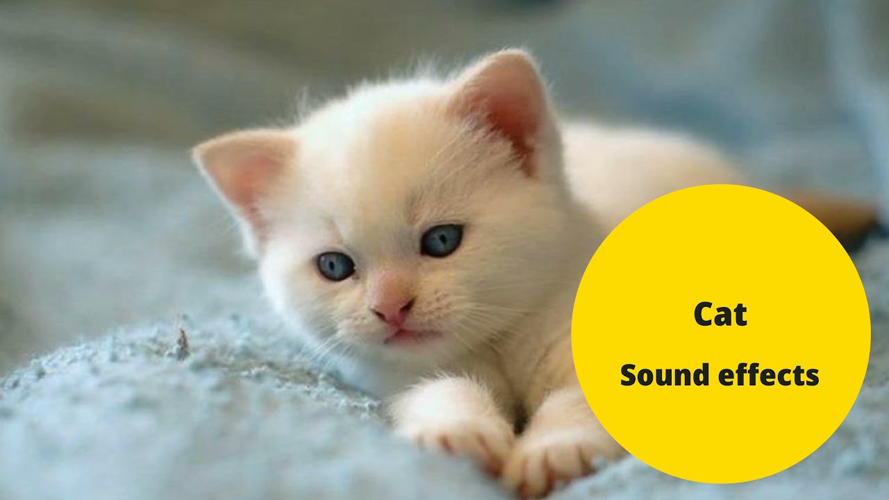 cat sound effects for Youtubers. YouTube