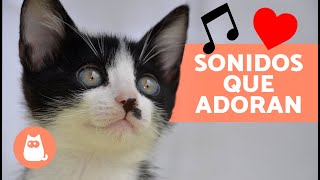 7 SONIDOS que AMAN los GATOS  | Sonidos para ATRAER a tu GATO ✅