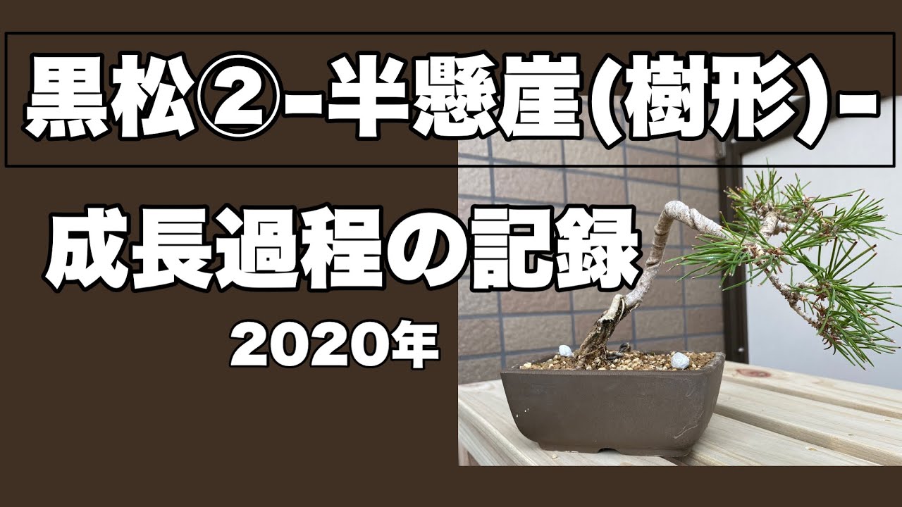 盆栽【黒松②-半懸崖(樹形)-】成長過程の記録2020年 Bonsai 【Black